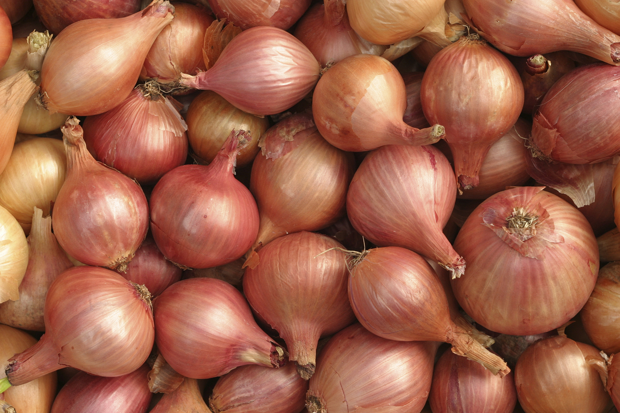 Storing Onions