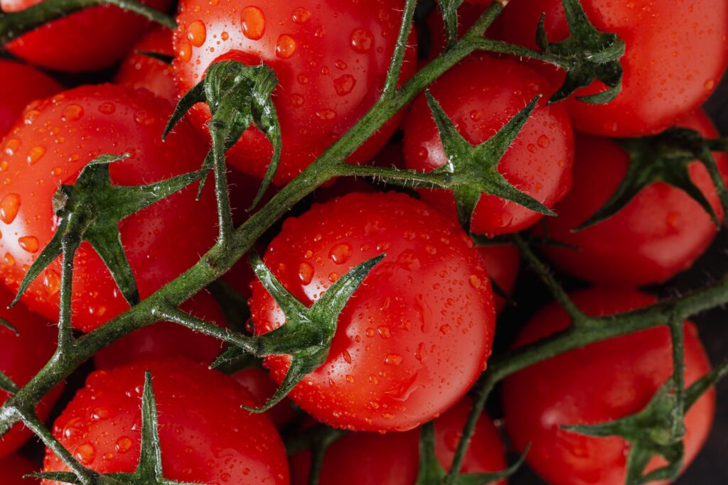 Fresh ripe red tomatoes with water drops